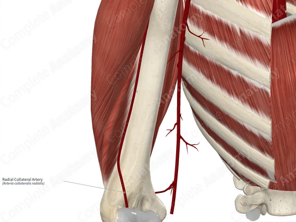 Radial Collateral Artery