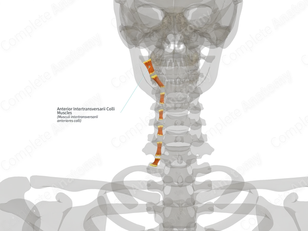 Anterior Intertransversarii Colli Muscles (Right)