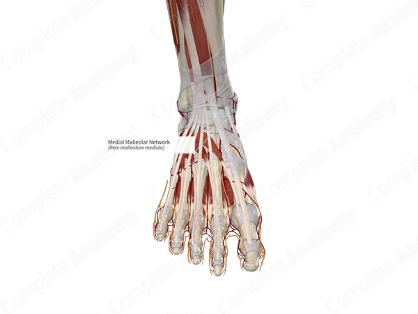 Medial Malleolar Network 