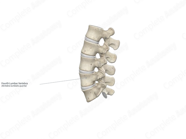 Fourth Lumbar Vertebra