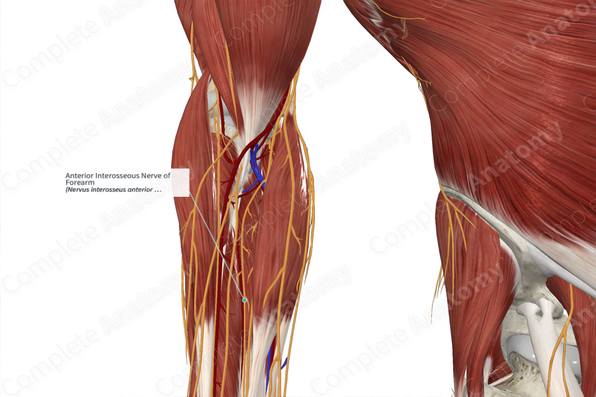 Anterior Interosseous Nerve of Forearm 