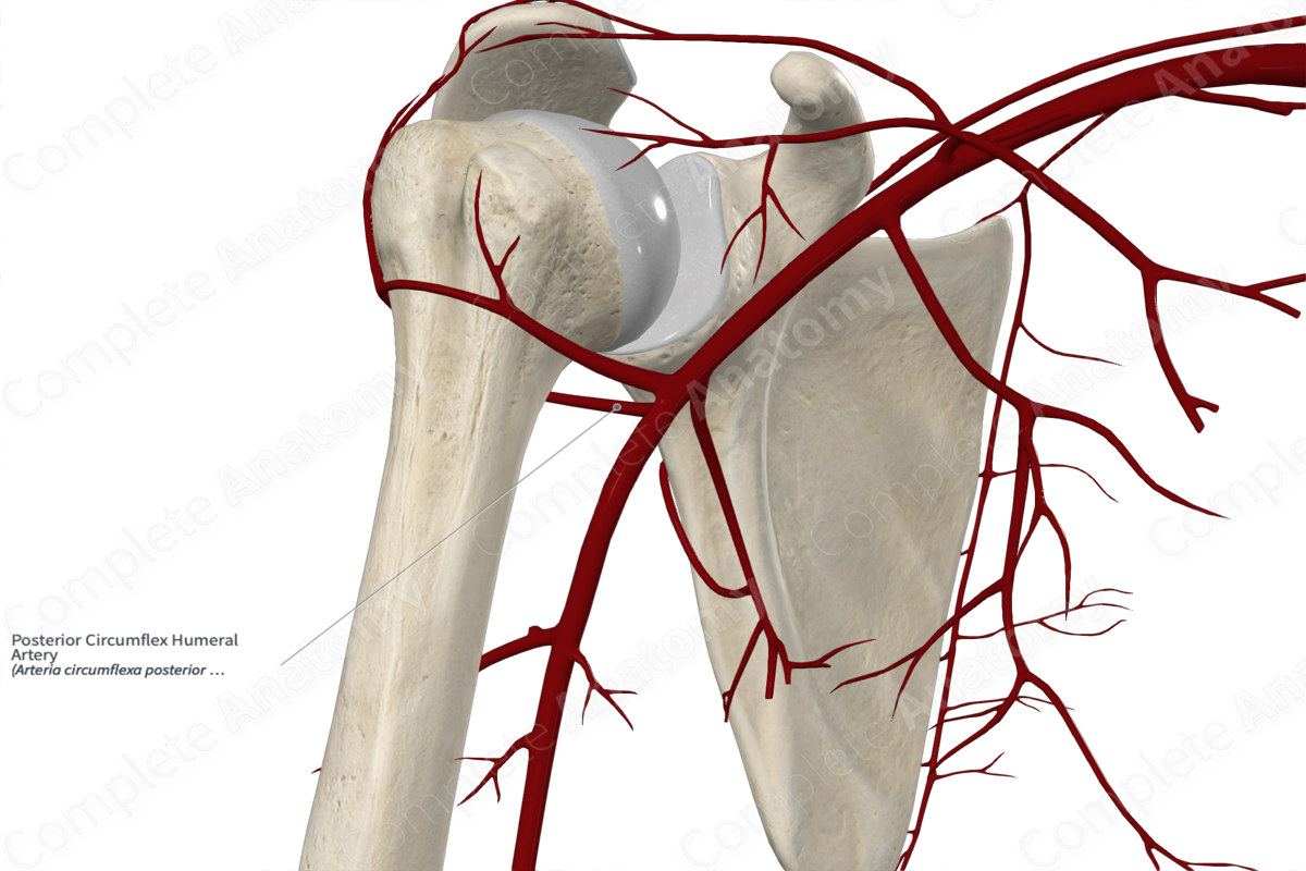Posterior Circumflex Humeral Artery 