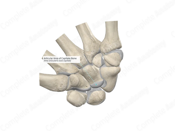 Articular Area of Capitate Bone