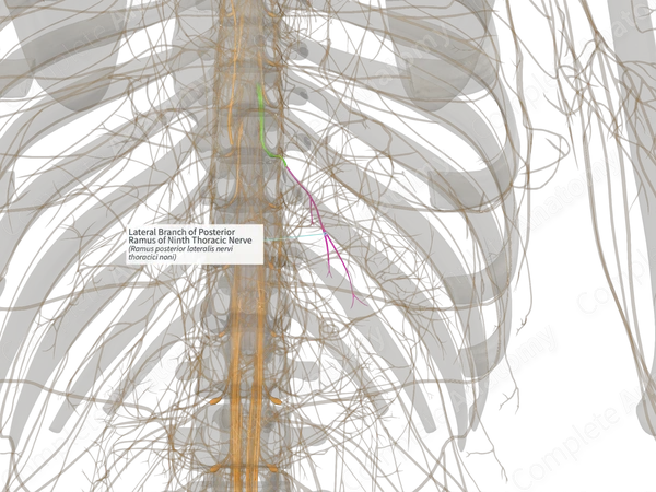 Lateral Branch of Posterior Ramus of Ninth Thoracic Nerve (Left)