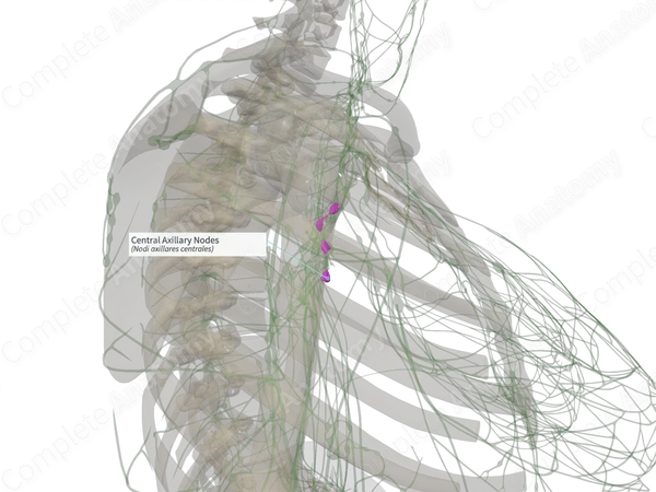 Central Axillary Nodes (Left)