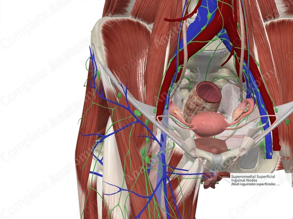 Superomedial Superficial Inguinal Nodes 