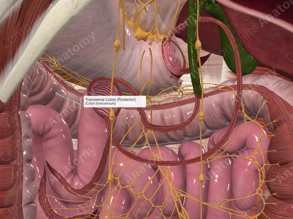 Transverse Colon (Posterior) | Complete Anatomy