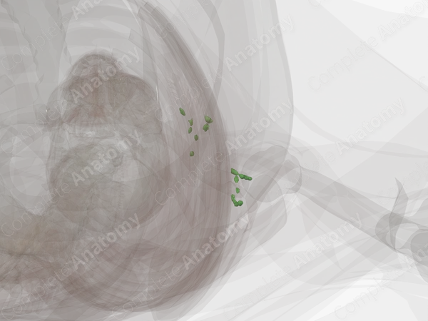 Superficial Axillary Nodes (Left)