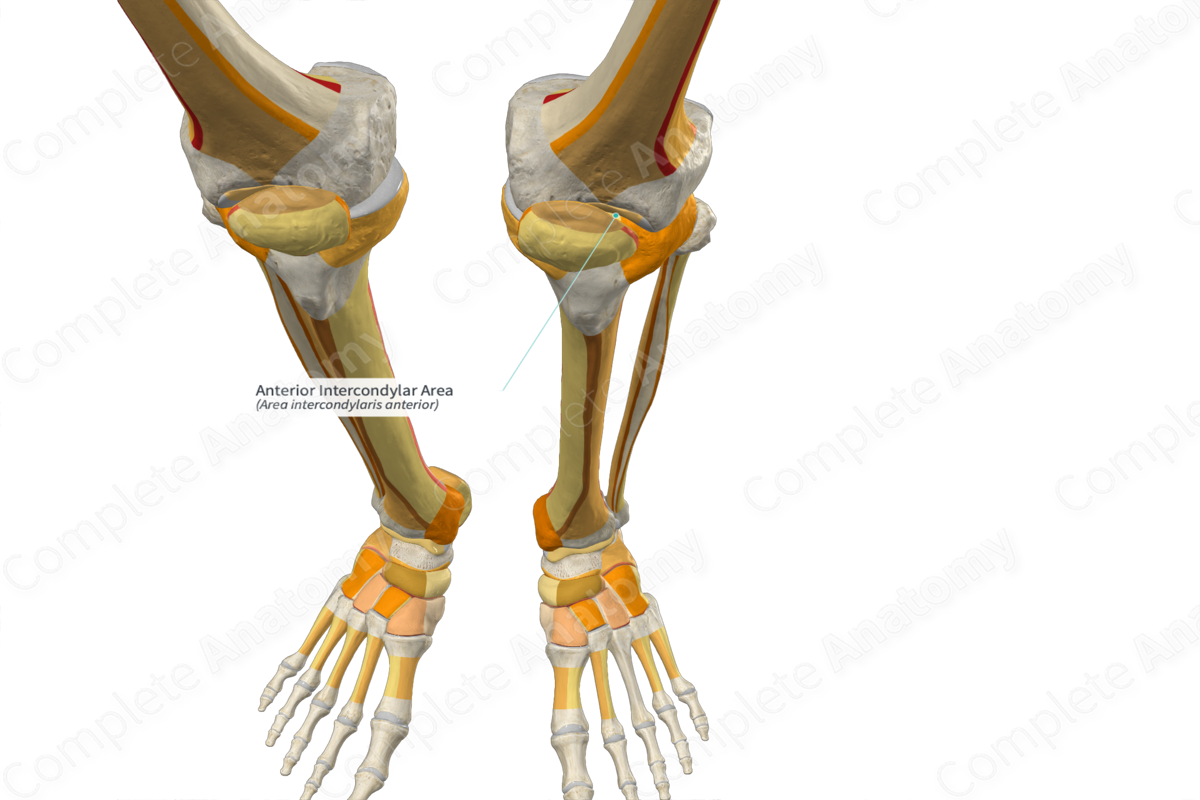 Anterior Intercondylar Area | Complete Anatomy