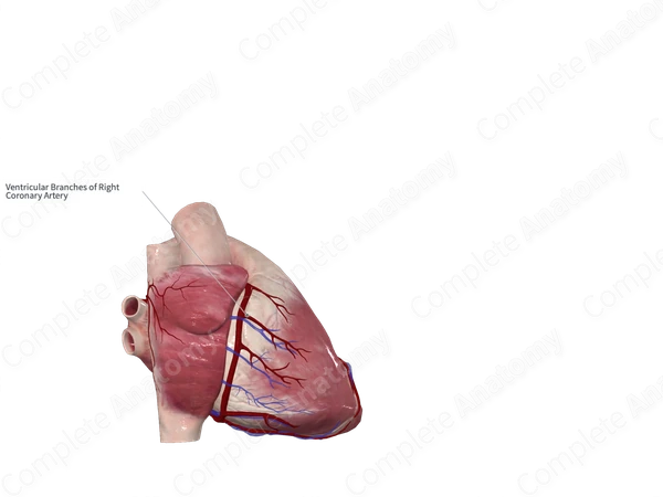 Ventricular Branches of Right Coronary Artery