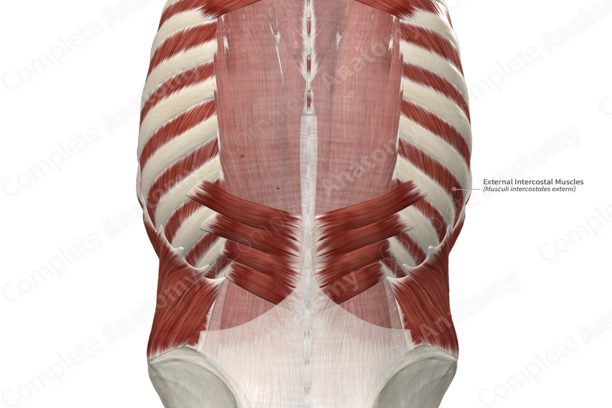 External Intercostal Muscles 