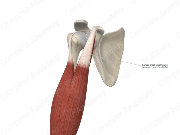 Coracobrachialis Muscle