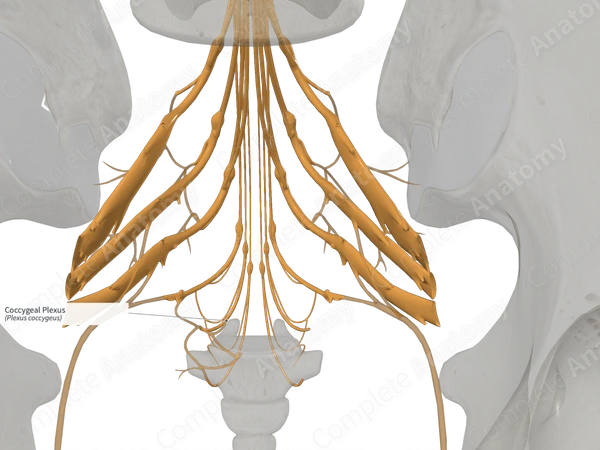 Coccygeal Plexus 