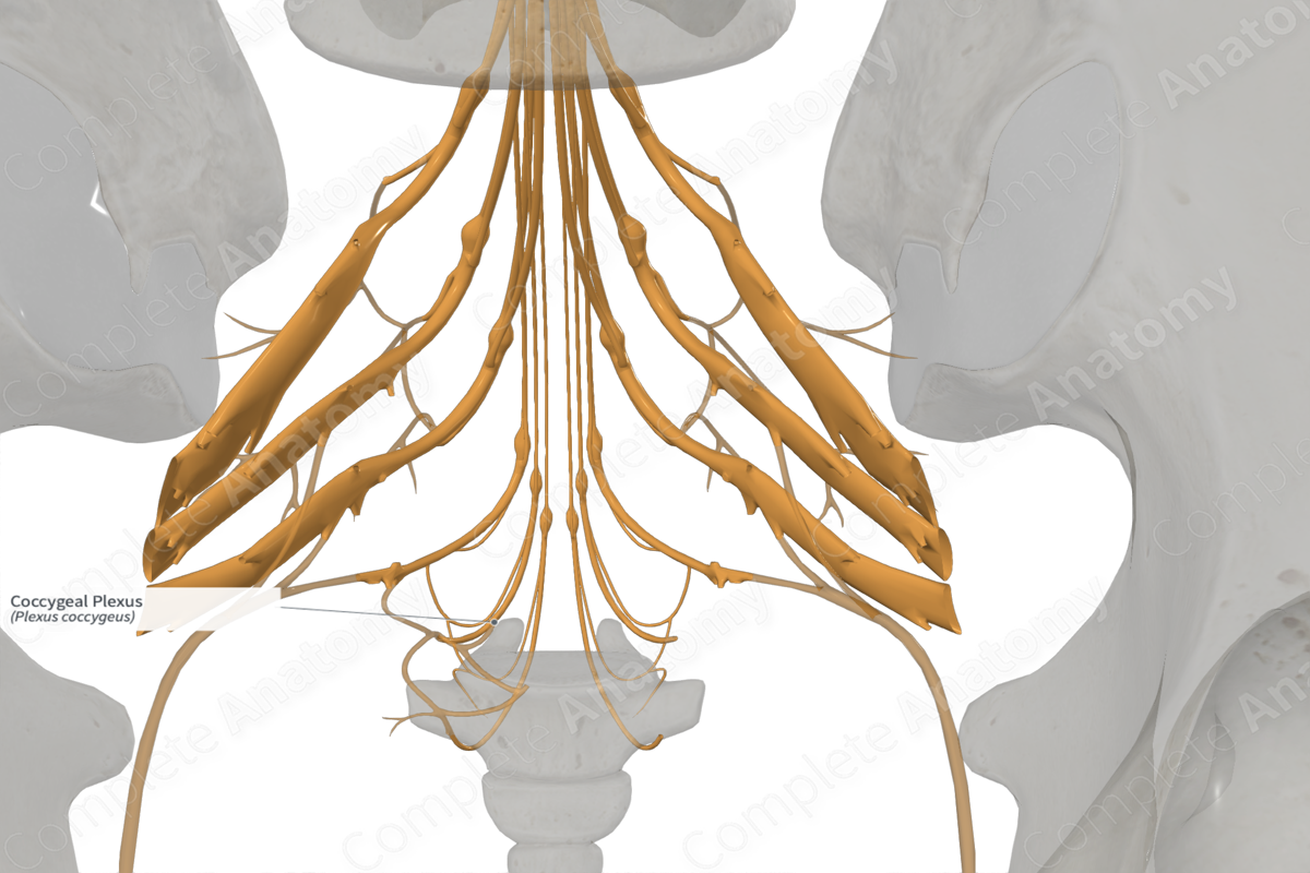 Coccygeal Plexus 