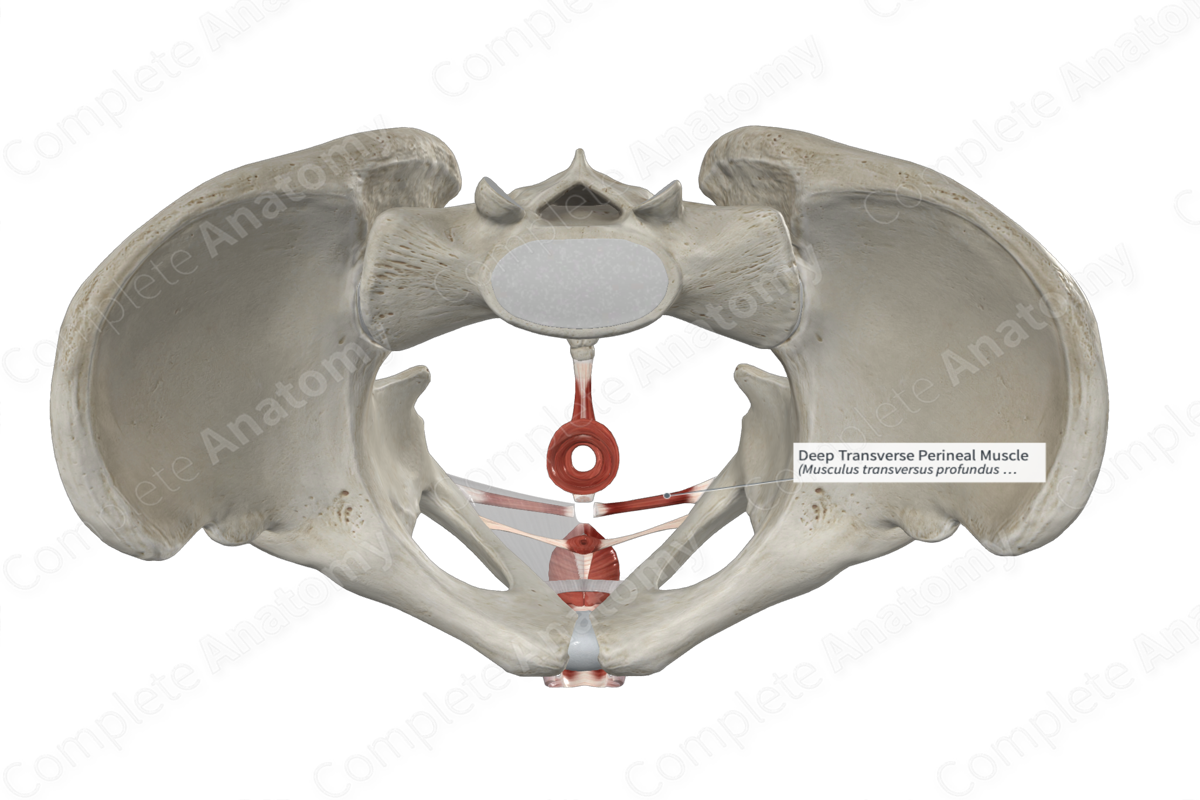 Deep Transverse Perineal Muscle