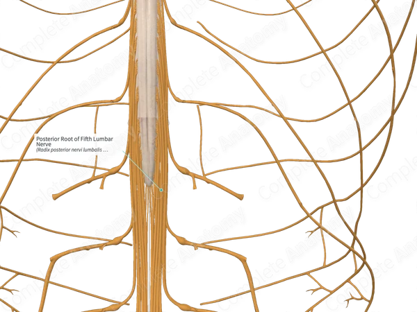 Posterior Root of Fifth Lumbar Nerve