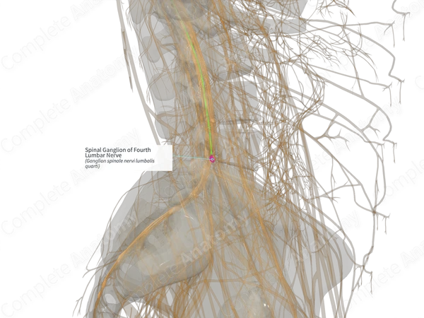 Spinal Ganglion of Fourth Lumbar Nerve (Right)