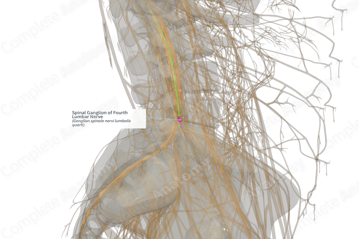 Spinal Ganglion of Fourth Lumbar Nerve (Right)