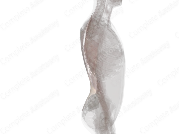 Fascia of Back
