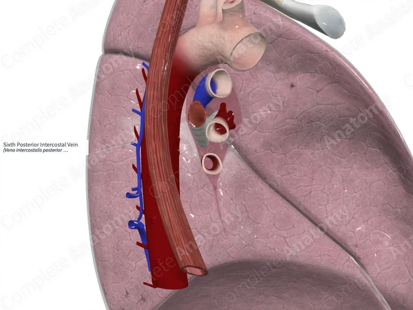 Sixth Posterior Intercostal Vein