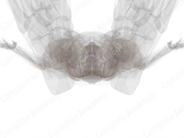 Anterior External Vertebral Venous Plexus