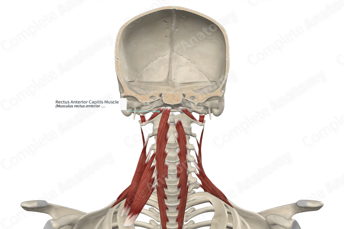Rectus Anterior Capitis Muscle Complete Anatomy 6461