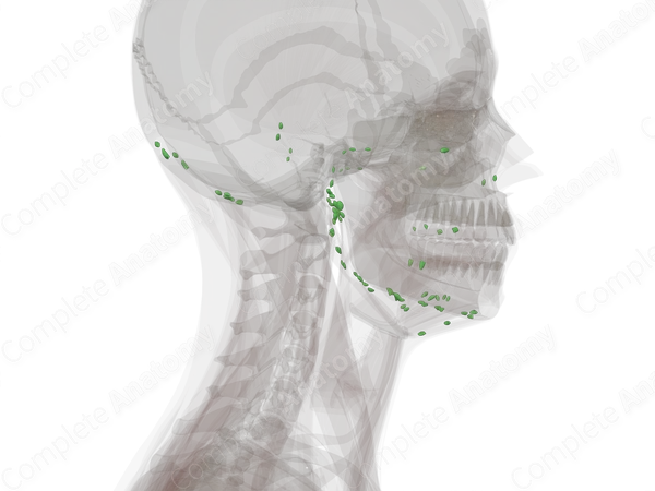 Lymph Nodes of Head