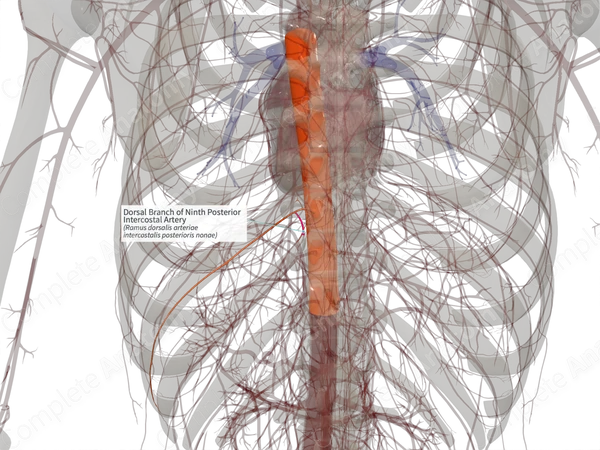 Dorsal Branch of Ninth Posterior Intercostal Artery (Right)