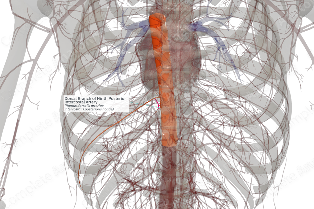 Dorsal Branch of Ninth Posterior Intercostal Artery (Right)