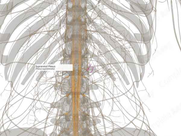 Suprarenal Plexus (Right)