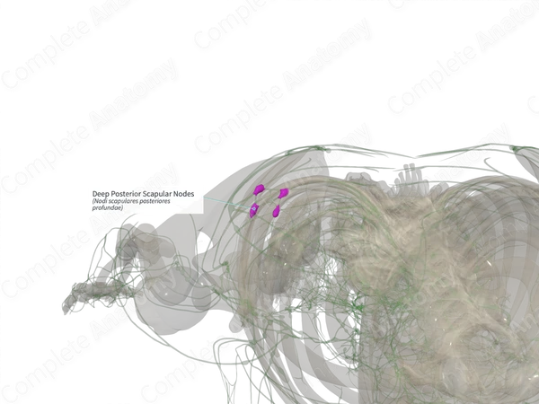 Deep Posterior Scapular Nodes (Right)