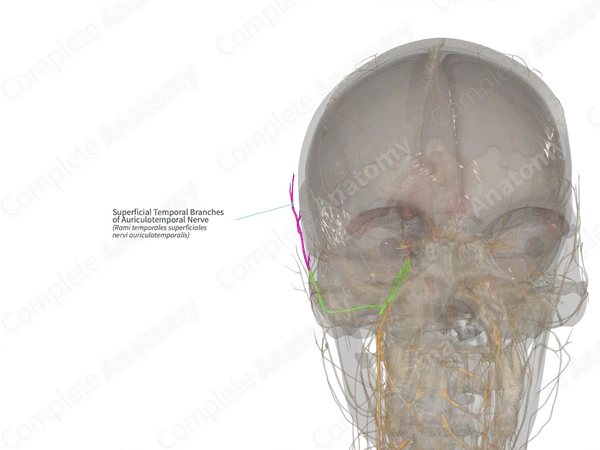 Superficial Temporal Branches of Auriculotemporal Nerve (Left)