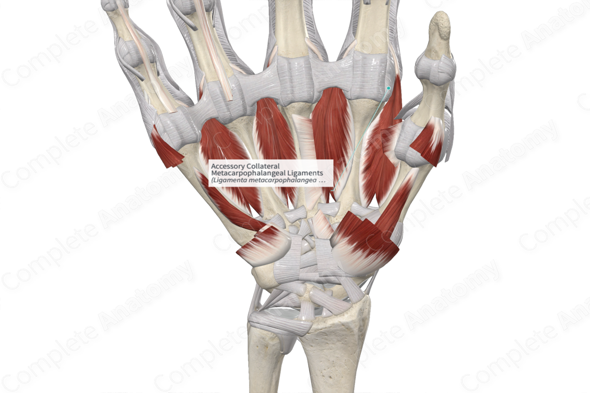 Accessory Collateral Metacarpophalangeal Ligaments Complete Anatomy