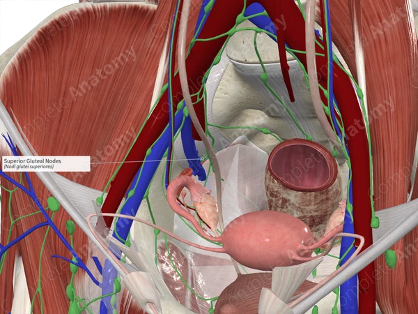 Superior Gluteal Nodes 