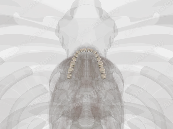 Mandibular Dental Arch