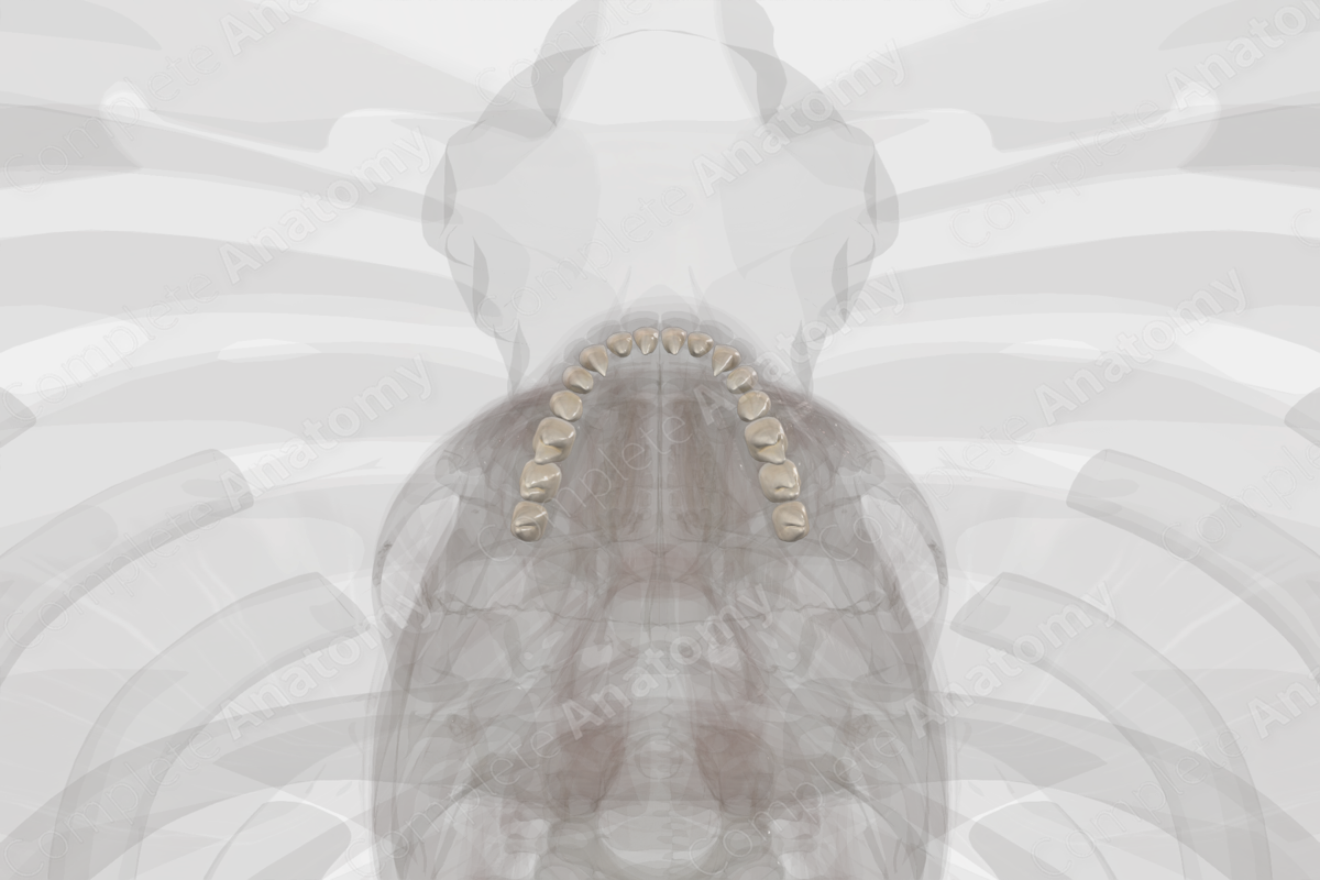 Mandibular Dental Arch