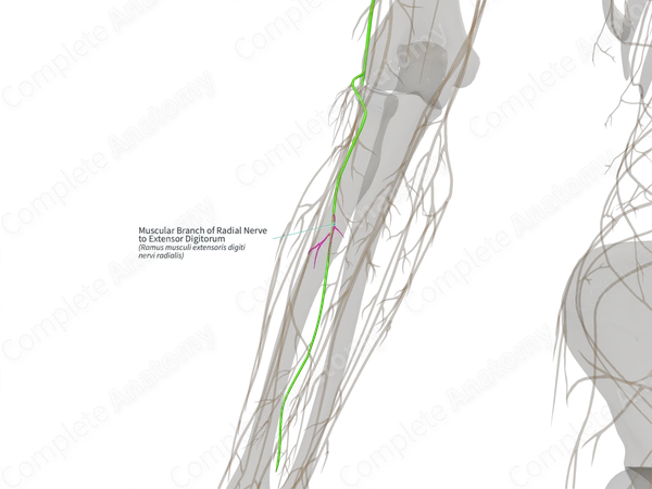 Muscular Branch of Radial Nerve to Extensor Digitorum (Left)