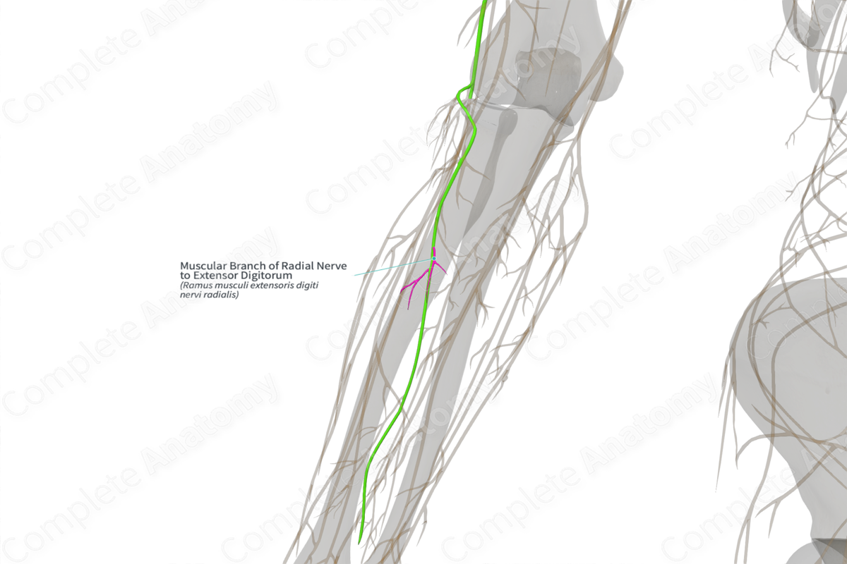 Muscular Branch of Radial Nerve to Extensor Digitorum (Left)