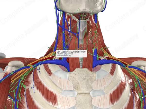 Left Subclavian Lymphatic Trunk