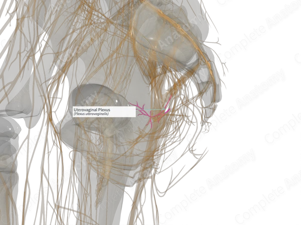Uterovaginal Plexus (Right)