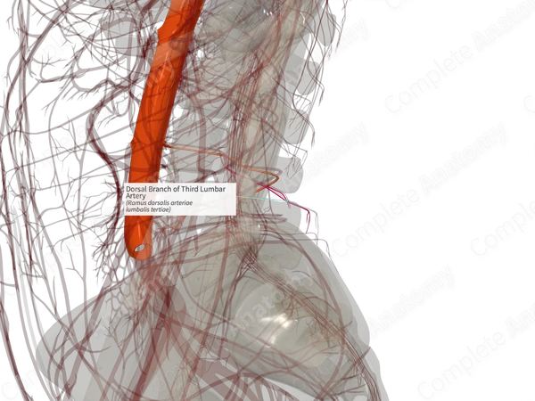 Dorsal Branch of Third Lumbar Artery (Right)