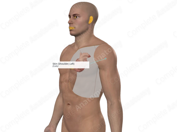Skin (Shoulder; Left)