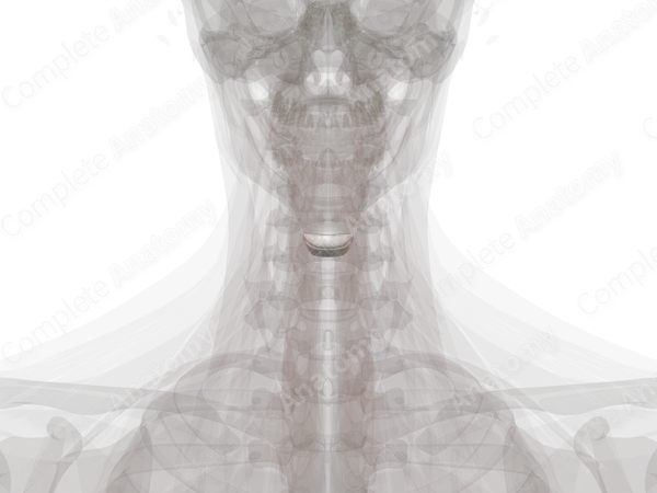 Intervertebral Symphysis (C4-C5)