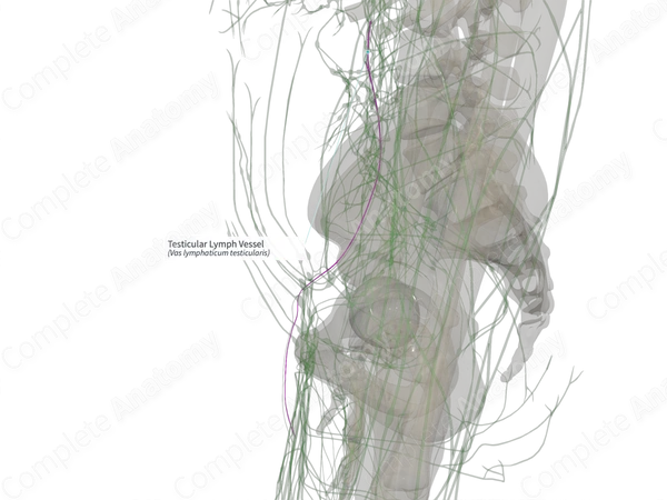Testicular Lymph Vessel (Left)