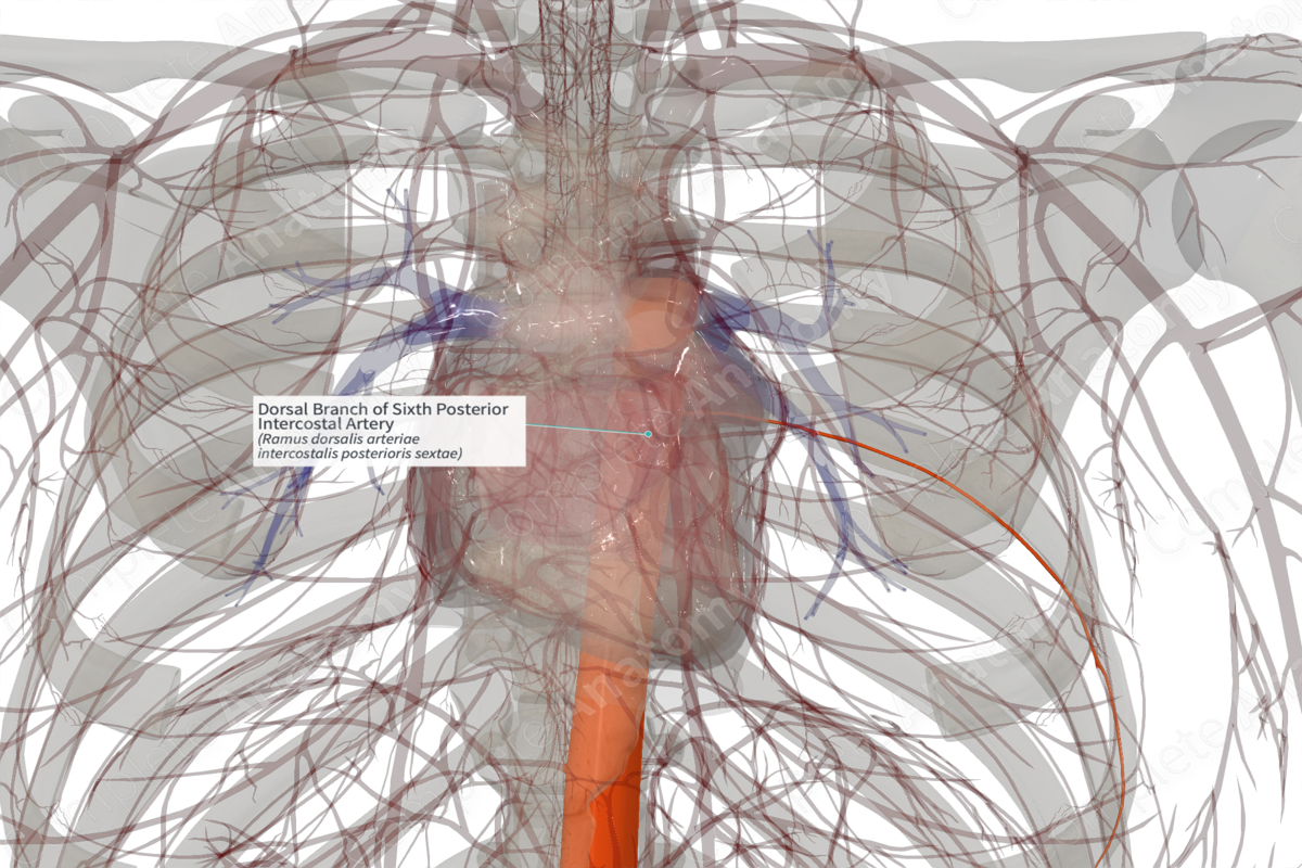 Dorsal Branch Of Sixth Posterior Intercostal Artery (Right) | Complete ...