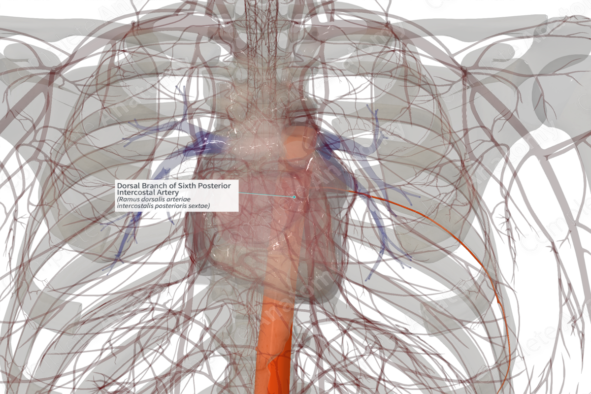 Dorsal Branch of Sixth Posterior Intercostal Artery (Right)