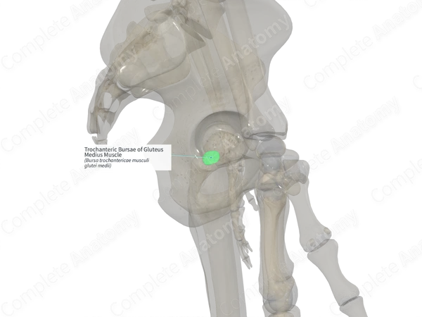 Trochanteric Bursae of Gluteus Medius Muscle (Right)