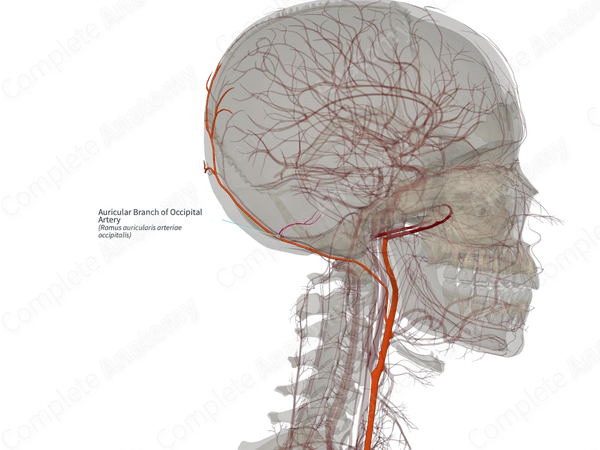 Auricular Branch of Occipital Artery (Left)