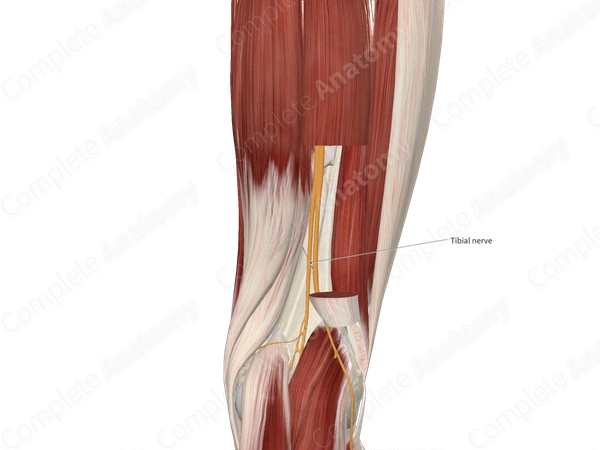 Tibial Nerve 