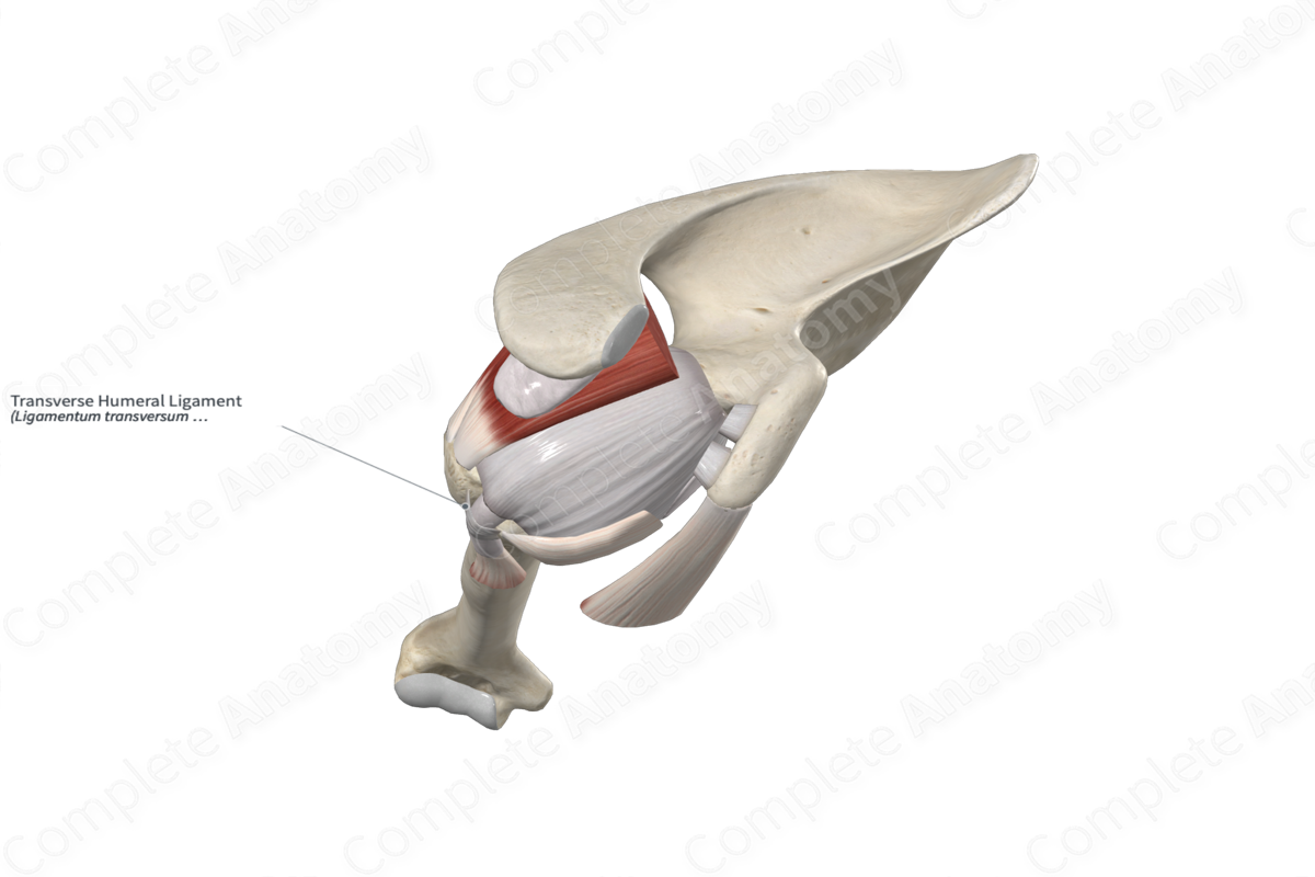 Transverse Humeral Ligament 
